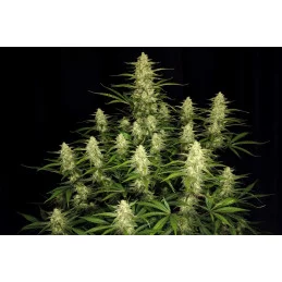 Papaya Cookies Auto™ - Fast Bud Premium WWW.SEEDS-BANK.CZ