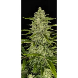 Papaya Cookies Auto™ - Fast Bud Premium WWW.SEEDS-BANK.CZ
