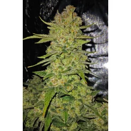 Papaya Cookies Auto™ - Fast Bud Premium WWW.SEEDS-BANK.CZ