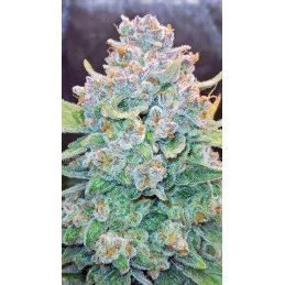 Papaya Cookies Auto™ - Fast Bud Premium WWW.SEEDS-BANK.CZ