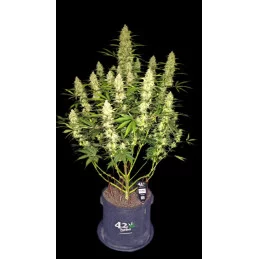 Papaya Cookies Auto™ - Fast Bud Premium WWW.SEEDS-BANK.CZ