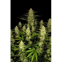 Papaya Cookies Auto™ - Fast Bud Premium WWW.SEEDS-BANK.CZ