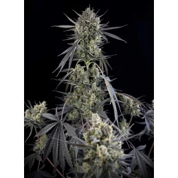 Pound Cake Auto™ - Fast Bud Premium - WWW.SEEDS-BANK.CZ