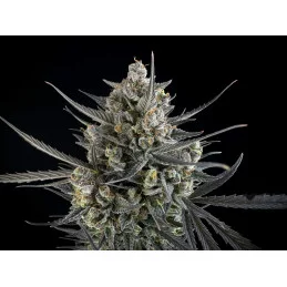 Pound Cake Auto™ - Fast Bud Premium - WWW.SEEDS-BANK.CZ