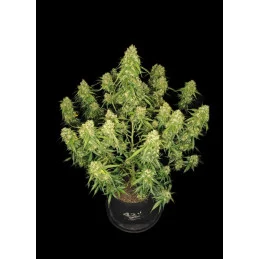 Sour Jealousy Auto™ - Fast Bud PREMIUM - WWW.SEEDS-BANK.CZ
