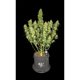 Sour Jealousy Auto™ - Fast Bud PREMIUM - WWW.SEEDS-BANK.CZ