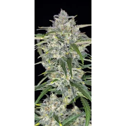 Sour Jealousy Auto™ - Fast Bud PREMIUM - WWW.SEEDS-BANK.CZ