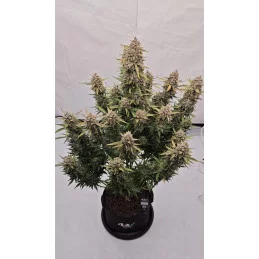 Sour Jealousy Auto™ - Fast Bud PREMIUM - WWW.SEEDS-BANK.CZ