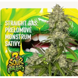 Sour Jealousy Auto™ - Fast Bud PREMIUM - WWW.SEEDS-BANK.CZ