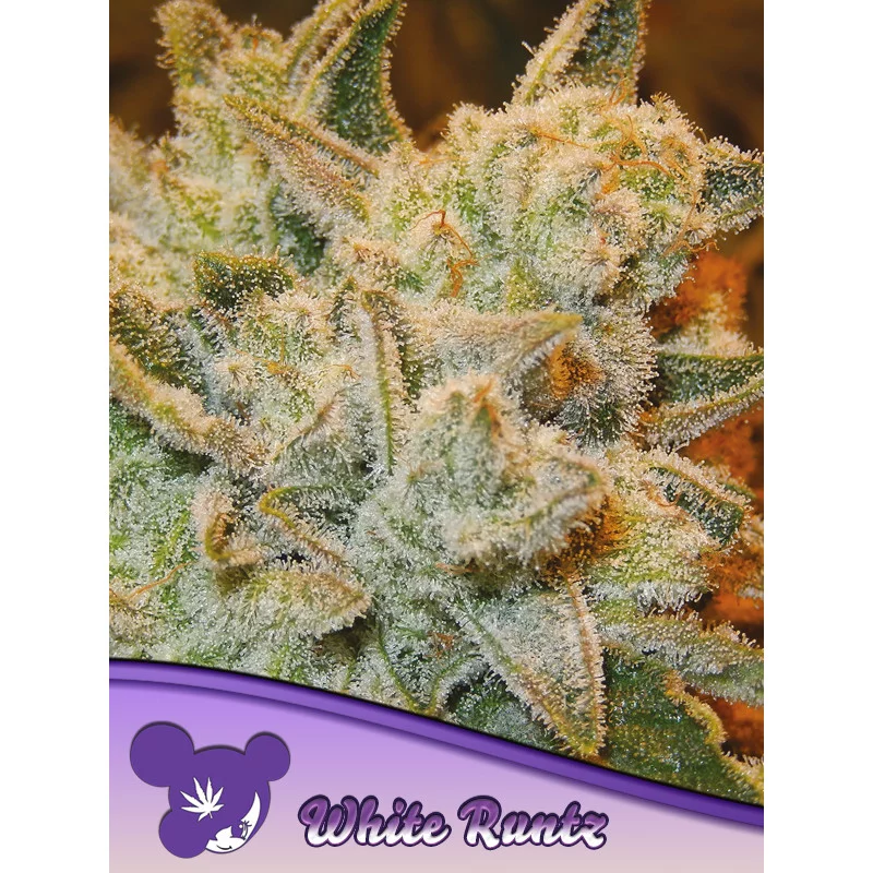 White Runtz - Anesia Seeds - feminizovaná semena INDICA - WWW.SEEDS-BANK.CZ