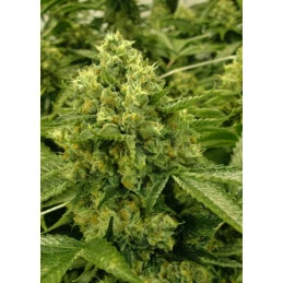 White Runtz - Anesia Seeds - feminizovaná semena INDICA - WWW.SEEDS-BANK.CZ