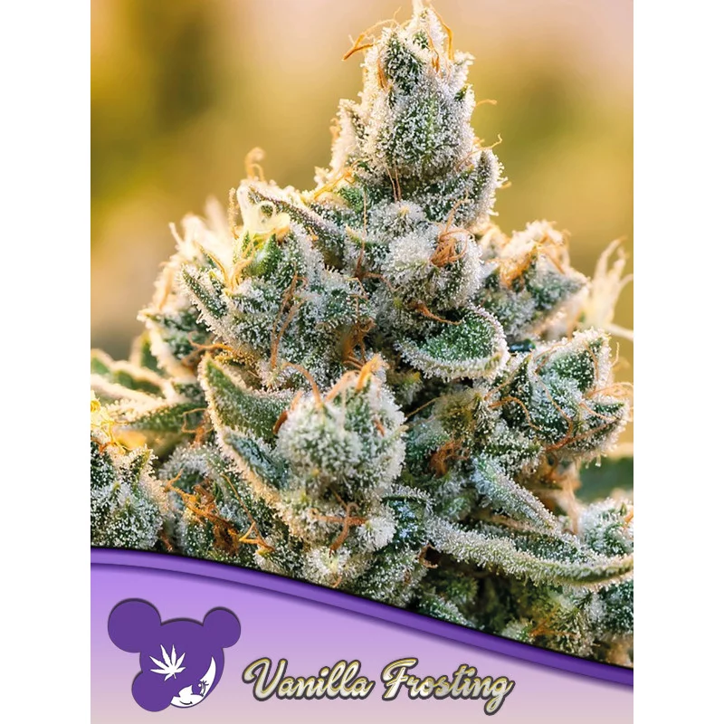 Vanilla Frosting - Anesia Seeds HYBRID - WWW.SEEDS-BANK.CZ