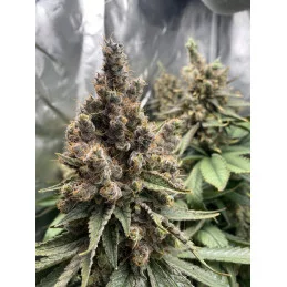 Vanilla Frosting - Anesia Seeds HYBRID - WWW.SEEDS-BANK.CZ