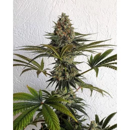 Vanilla Frosting - Anesia Seeds HYBRID - WWW.SEEDS-BANK.CZ