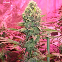 Vanilla Frosting - Anesia Seeds HYBRID - WWW.SEEDS-BANK.CZ
