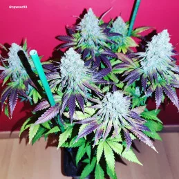 Vanilla Frosting - Anesia Seeds HYBRID - WWW.SEEDS-BANK.CZ