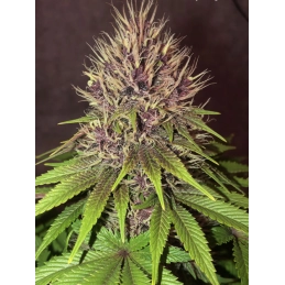 UMME - Anesia Seeds INDICA - WWW.SEEDS-BANK.CZ