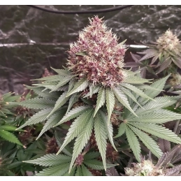 UMME - Anesia Seeds INDICA - WWW.SEEDS-BANK.CZ