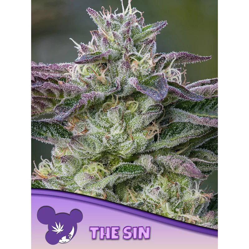 The Sin - Anesia Seeds HYBRID - WWW.SEEDS-BANK.CZ