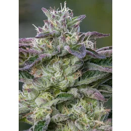 The Sin - Anesia Seeds HYBRID - WWW.SEEDS-BANK.CZ