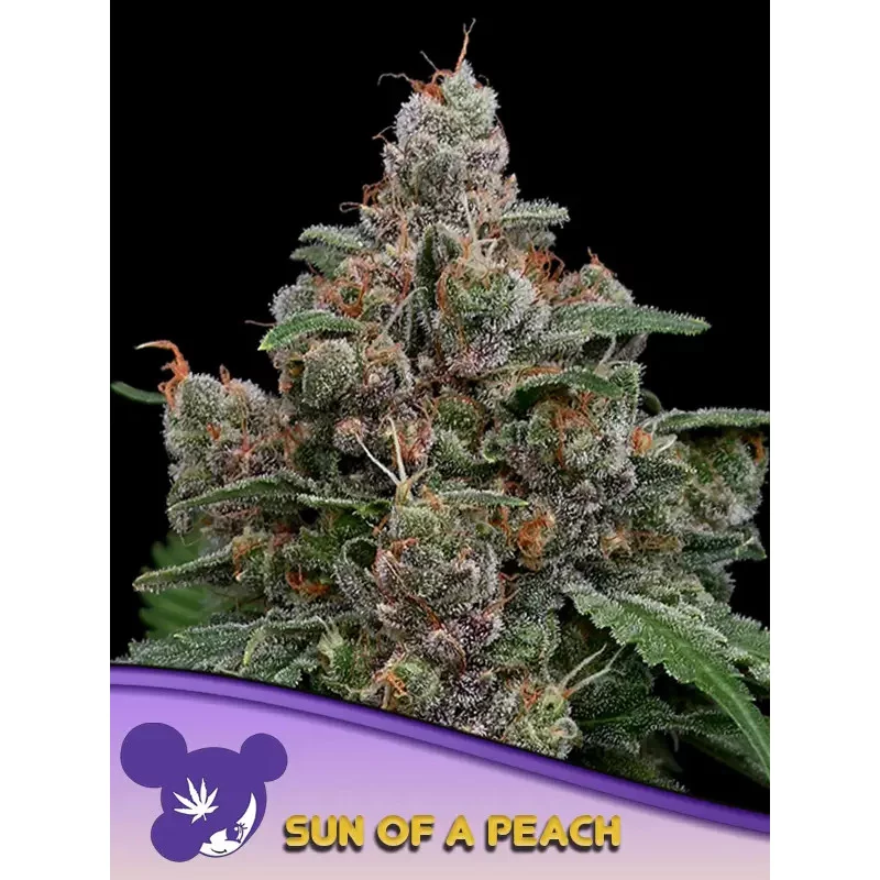 Sun of a Peach - Anesia Seeds INDICA - WWW.SEEDS-BANK.CZ
