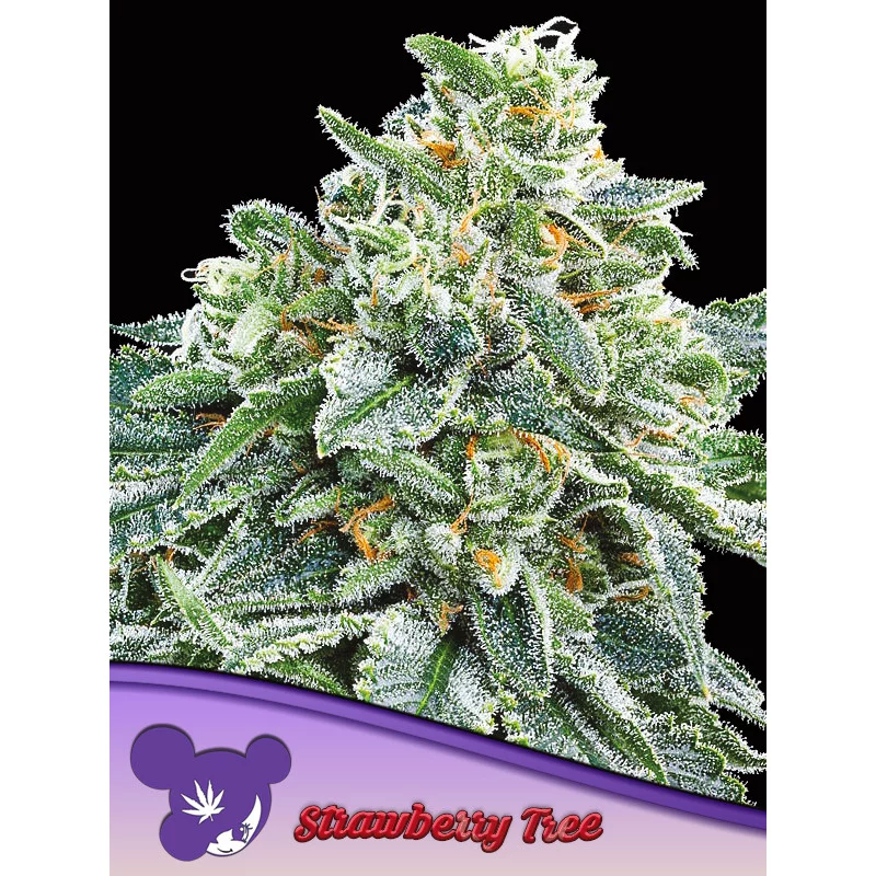 Strawberry Tree - Anesia Seeds SATIVA - WWW.SEEDS-BANK.CZ
