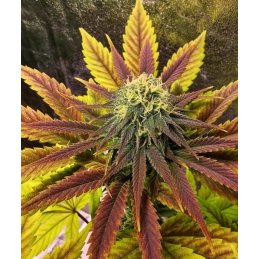 Strawberry Tree - Anesia Seeds SATIVA - WWW.SEEDS-BANK.CZ