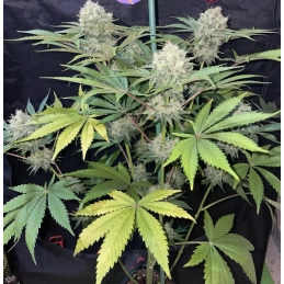 Strawberry Tree - Anesia Seeds SATIVA - WWW.SEEDS-BANK.CZ