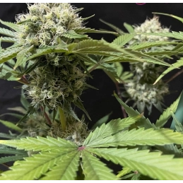Strawberry Tree - Anesia Seeds SATIVA - WWW.SEEDS-BANK.CZ