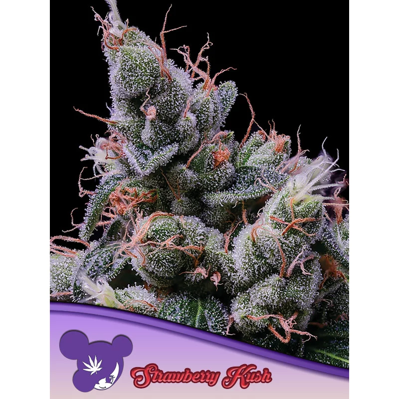 Strawberry Kush - Anesia Seeds INDICA - WWW.SEEDS-BANK.CZ