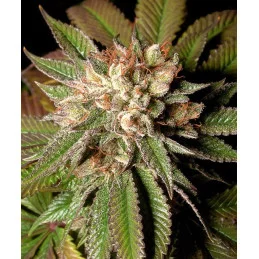 Strawberry Kush - Anesia Seeds INDICA - WWW.SEEDS-BANK.CZ