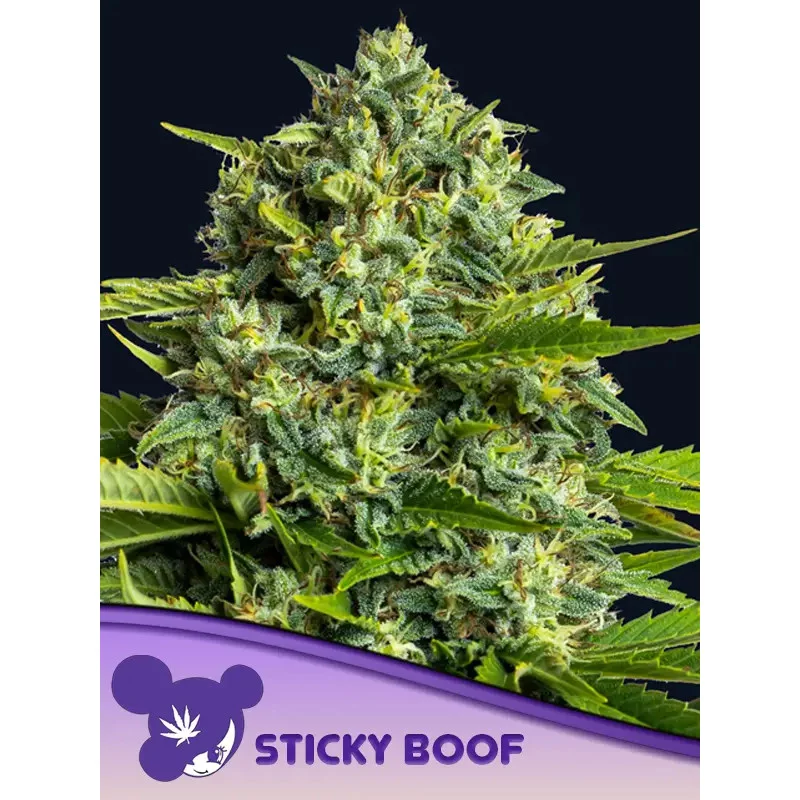 Sticky Boof - Anesia Seeds INDICA - WWW.SEEDS-BANK.CZ
