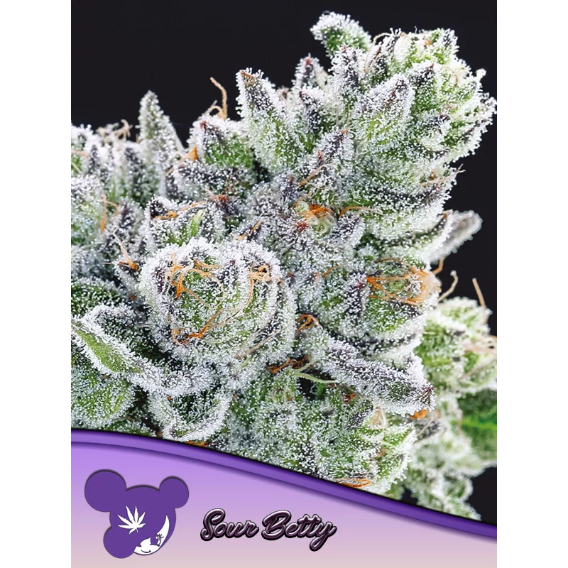 Sour Betty - Anesia Seeds SATIVA - WWW.SEEDS-BANK.CZ