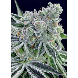 Sour Betty - Anesia Seeds SATIVA - WWW.SEEDS-BANK.CZ