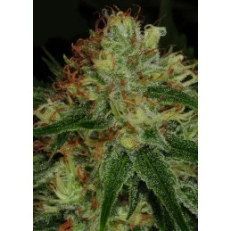 Sour Apple - Anesia Seeds INDICA - WWW.SEEDS-BANK.CZ