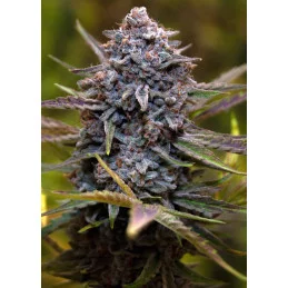 Slurricane - Anesia Seeds Hybrid - WWW.SEEDS-BANK.CZ