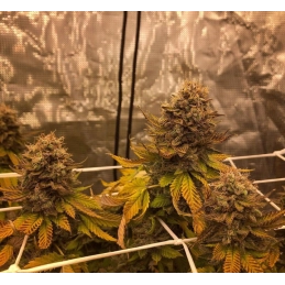 Slurricane - Anesia Seeds Hybrid - WWW.SEEDS-BANK.CZ