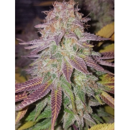 Slurricane - Anesia Seeds Hybrid - WWW.SEEDS-BANK.CZ