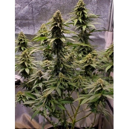 Slurricane - Anesia Seeds Hybrid - WWW.SEEDS-BANK.CZ