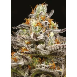 Sleepy Joe - Anesia Seeds Indica - WWW.SEEDS-BANK.CZ
