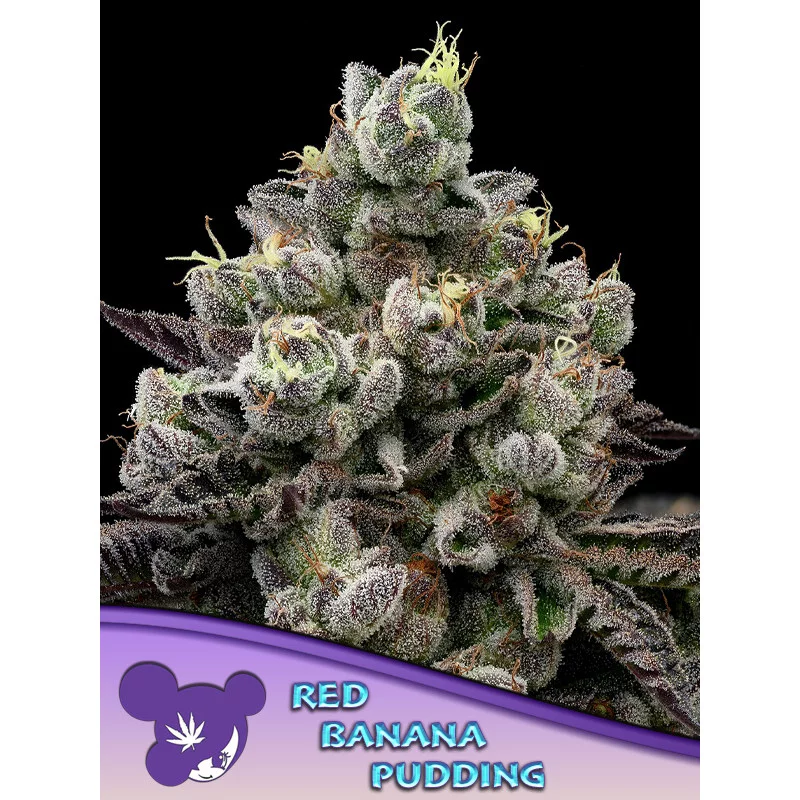 Red Banana Pudding - Anesia Seeds Indica - WWW.SEEDS-BANK.CZ