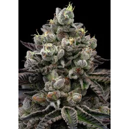 Red Banana Pudding - Anesia Seeds Indica - WWW.SEEDS-BANK.CZ