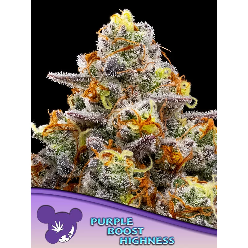 Purple Boost Highness - Anesia Seeds Sativa - WWW.SEEDS-BANK.CZ