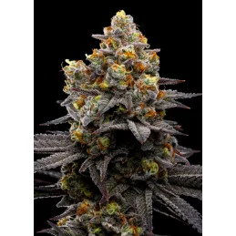 Purple Boost Highness - Anesia Seeds Sativa - WWW.SEEDS-BANK.CZ