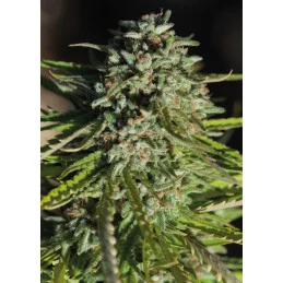 Pure Durban - Anesia Seeds Sativa - WWW.SEEDS-BANK.CZ