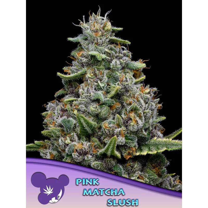Pink Matcha Slush - Anesia Seeds Hybrid - WWW.SEEDS-BANK.CZ