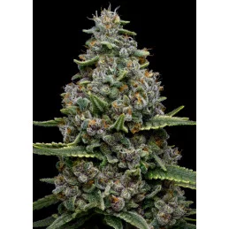 Pink Matcha Slush - Anesia Seeds Hybrid - WWW.SEEDS-BANK.CZ.jpg