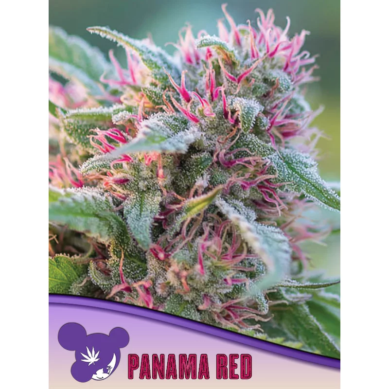 Panama Red - Anesia Seeds Sativa - WWW.SEEDS-BANK.CZ