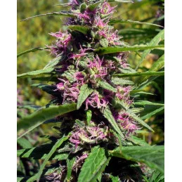 Panama Red - Anesia Seeds Sativa - WWW.SEEDS-BANK.CZ