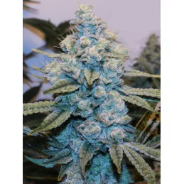 Original Gorilla #4 - Anesia Seeds Sativa - WWW.SEEDS-BANK.CZ